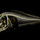 A CT scan of a snailfish specimen captured during a recent expedition to the Atacama Trench.